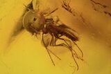 Fossil Ant (Formicidae) & Flies (Diptera) In Baltic Amber #96206-4